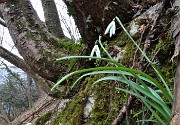 25 Bucanevi (Galanthus nivalis)